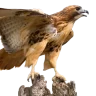 DHawk